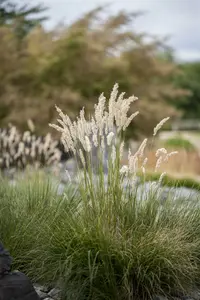 festuca gigantea P11 - afbeelding 3