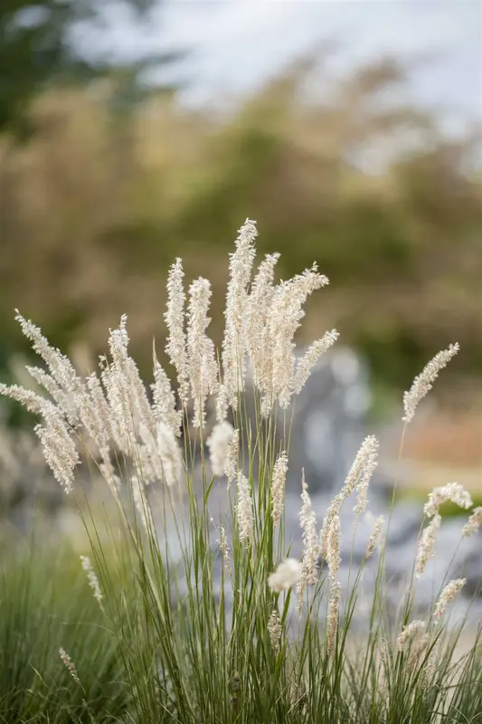 festuca gigantea P11 - afbeelding 4