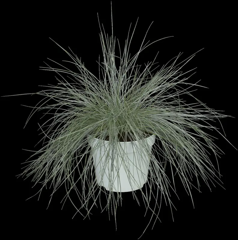 festuca gigantea P11 - afbeelding 5