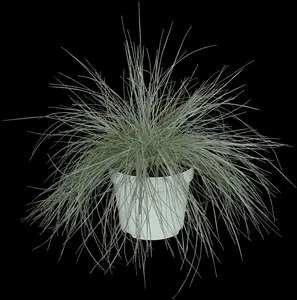 festuca gigantea P11 - afbeelding 5