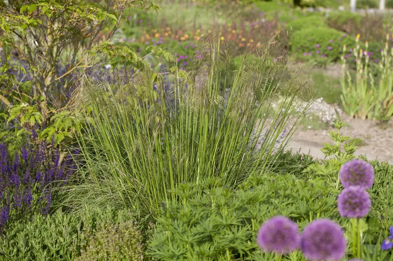 stipa gigantea P11 - afbeelding 1