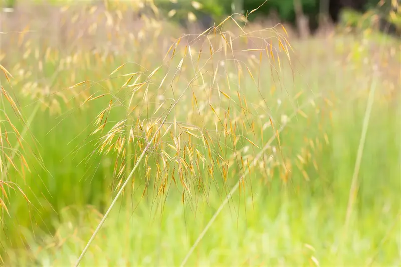 stipa gigantea P11 - afbeelding 2