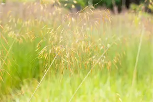 stipa gigantea P11 - afbeelding 2