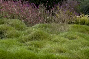 festuca gigantea P11 - afbeelding 1