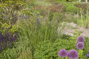 stipa gigantea P9 - afbeelding 1