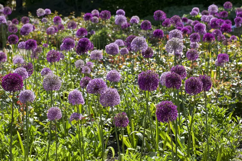 allium giganteum C1 - afbeelding 1