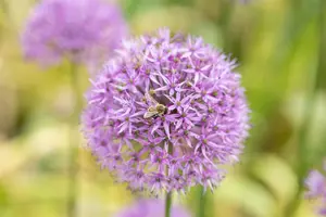 allium giganteum C1 - afbeelding 3