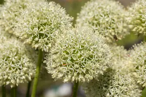 allium giganteum C1 - afbeelding 4