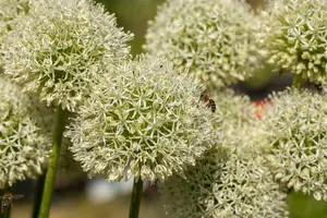 allium giganteum C1 - afbeelding 5