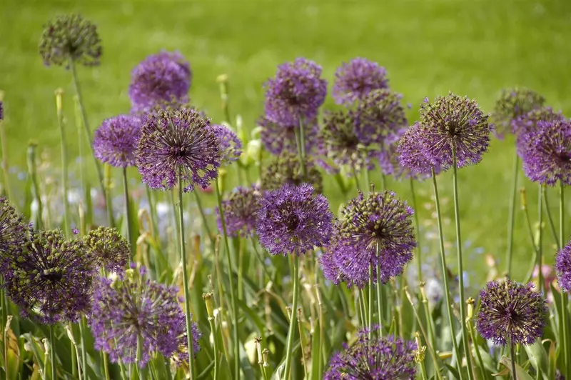 allium giganteum C1 - afbeelding 2