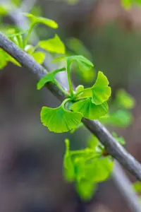 ginkgo bil. 'fastigiata blagon'® (175-200 cm) - afbeelding 2