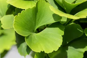 ginkgo bil. 'fastigiata blagon'® (175-200 cm) - afbeelding 1