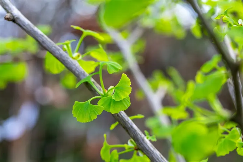 ginkgo bil. 'fastigiata blagon'® (175-200 cm) - afbeelding 3