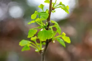 ginkgo bil. 'fastigiata blagon'® (175-200 cm) - afbeelding 4