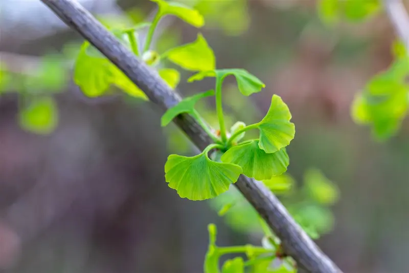 ginkgo bil. 'fastigiata blagon'® (175-200 cm) - afbeelding 5