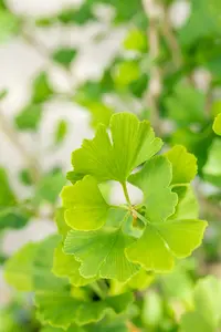 ginkgo bil. 'menhir'® (200-250 cm) - afbeelding 3