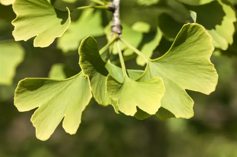 ginkgo bil. 'menhir'® (200-250 cm) - afbeelding 2