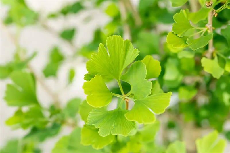 ginkgo bil. 'menhir'® (200-250 cm) - afbeelding 4