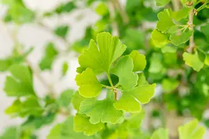 ginkgo bil. 'menhir'® (200-250 cm) - afbeelding 4