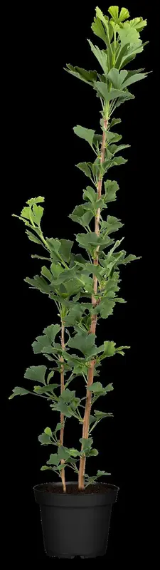 ginkgo bil. 'menhir'® (200-250 cm) - afbeelding 1