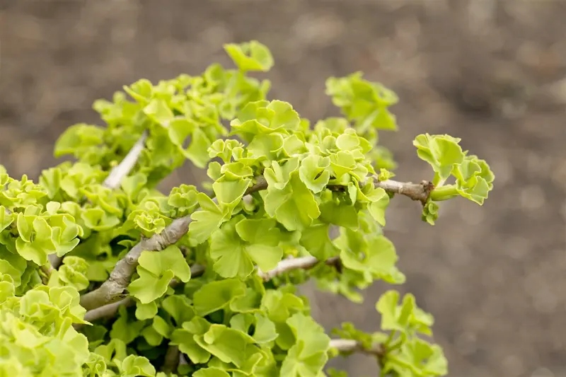 ginkgo biloba 14/16 - afbeelding 5