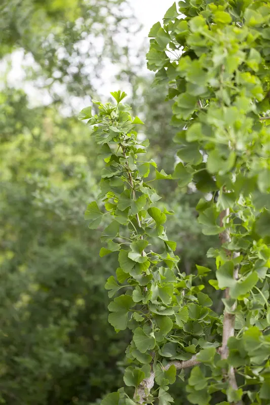 ginkgo biloba (175-200 cm) - afbeelding 2