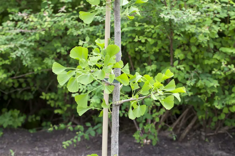 ginkgo biloba (175-200 cm) - afbeelding 3