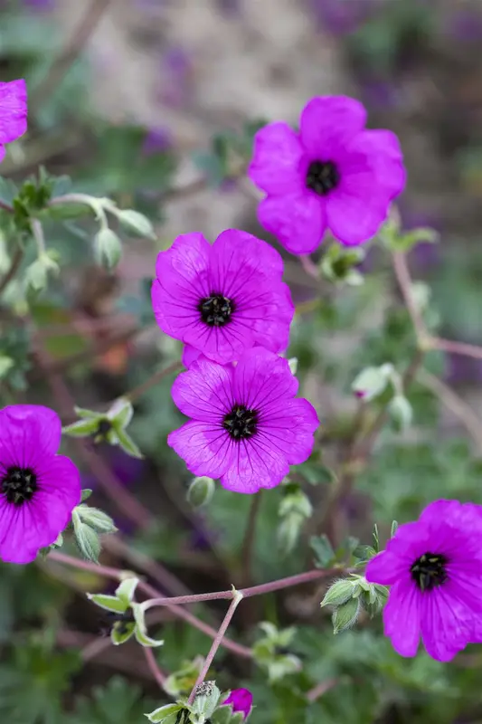 geranium cin. 'giuseppii' P9 - afbeelding 2