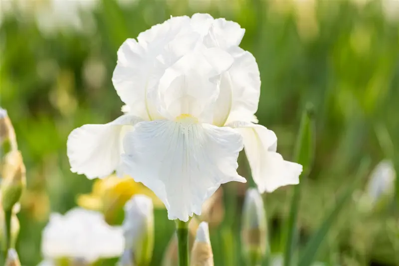 iris (germ.) 'glacier' P9