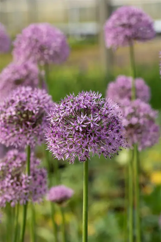 allium hybr. 'gladiator' C1 - afbeelding 3