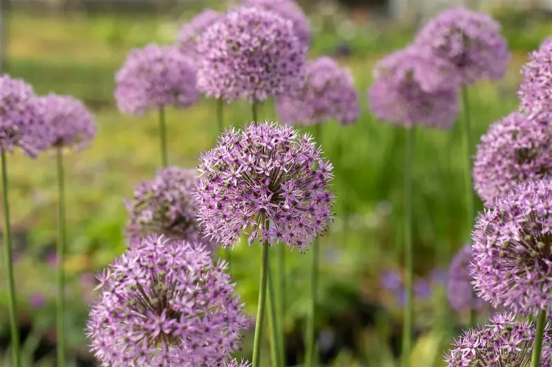 allium hybr. 'gladiator' C1 - afbeelding 1