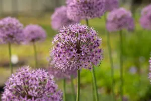 allium hybr. 'gladiator' C1 - afbeelding 2