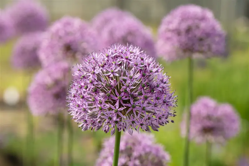 allium hybr. 'gladiator' C1 - afbeelding 4