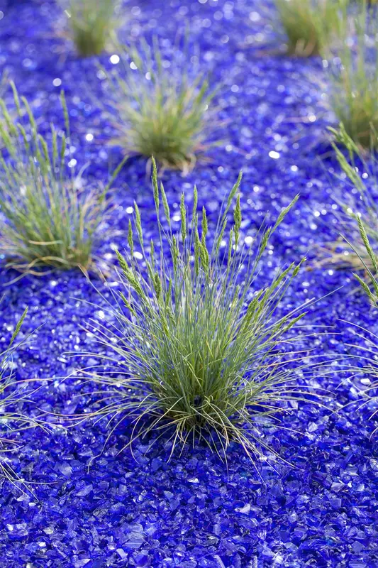 festuca glauca P9 - afbeelding 4