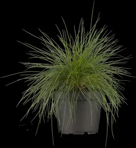 festuca glauca P9 - afbeelding 3