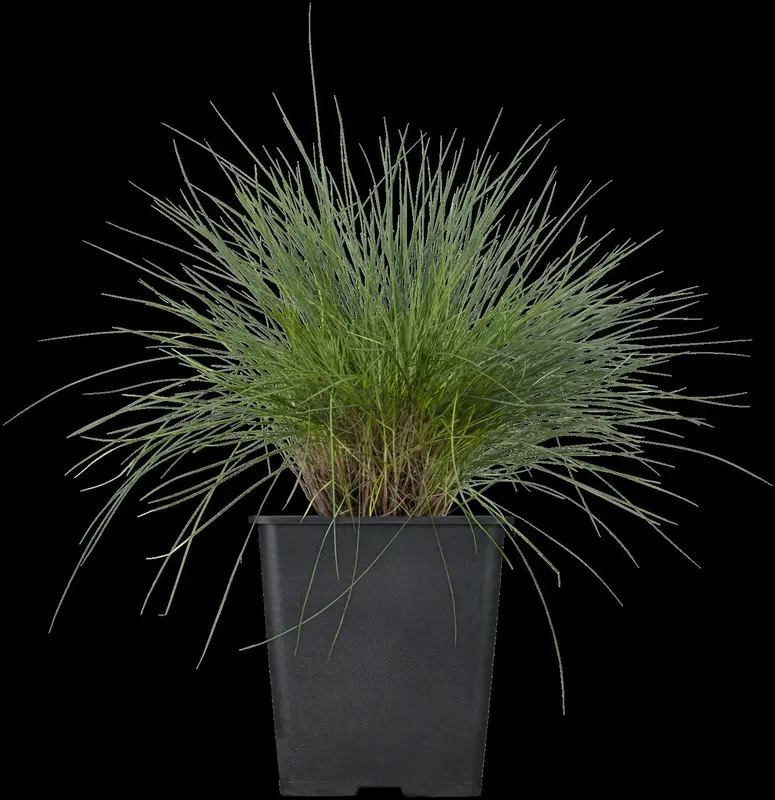 festuca glauca P9 - afbeelding 5