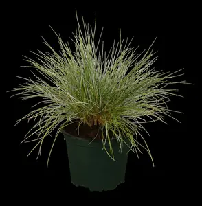 festuca glauca P9 - afbeelding 1