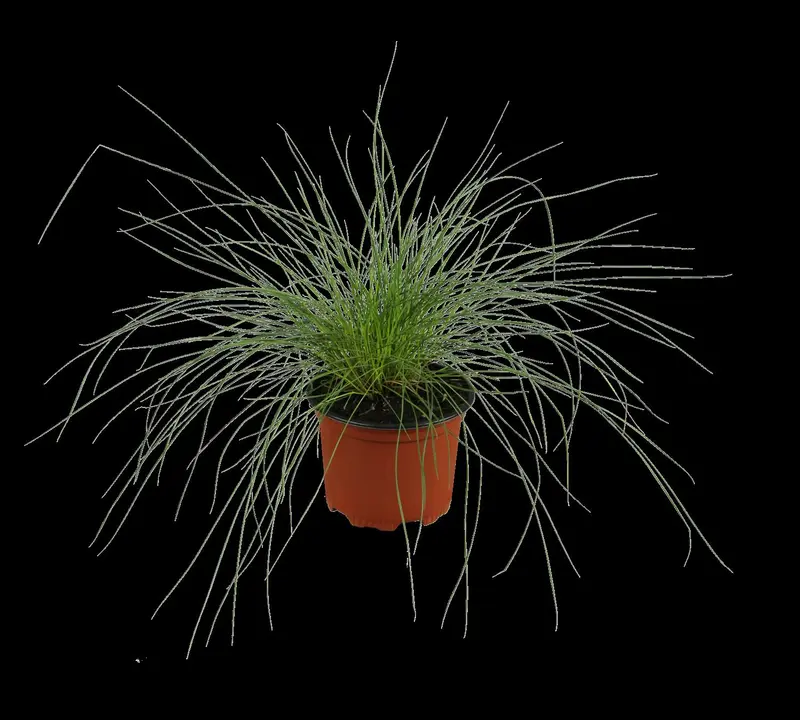 festuca glauca P9 - afbeelding 2