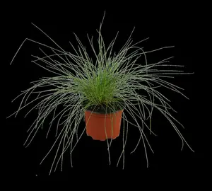 festuca glauca P9 - afbeelding 2