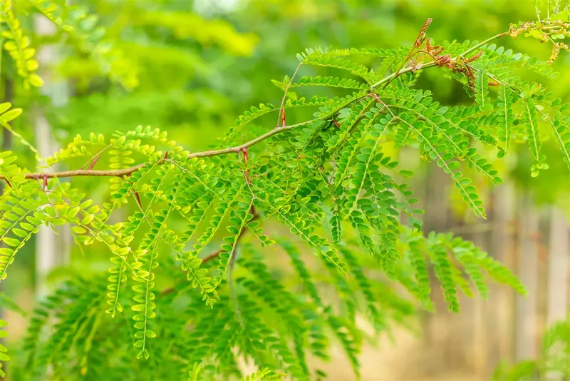 gleditsia triac. 'inermis' 20/25 - afbeelding 2