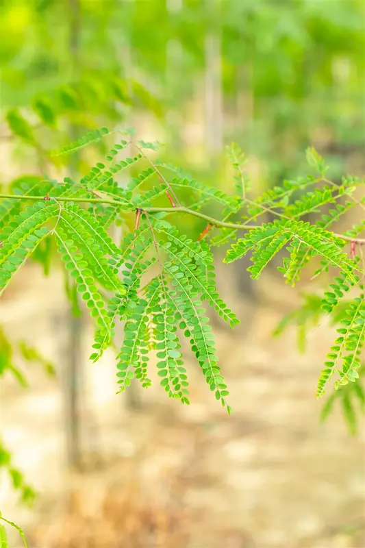 gleditsia triac. 'inermis' (200-225 cm) - afbeelding 3