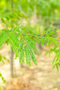 gleditsia triac. 'inermis' (200-225 cm) - afbeelding 3