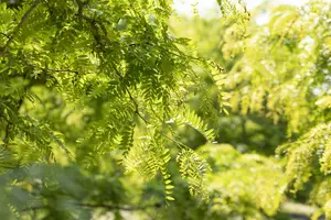 gleditsia triac. 'inermis' (200-225 cm) - afbeelding 1