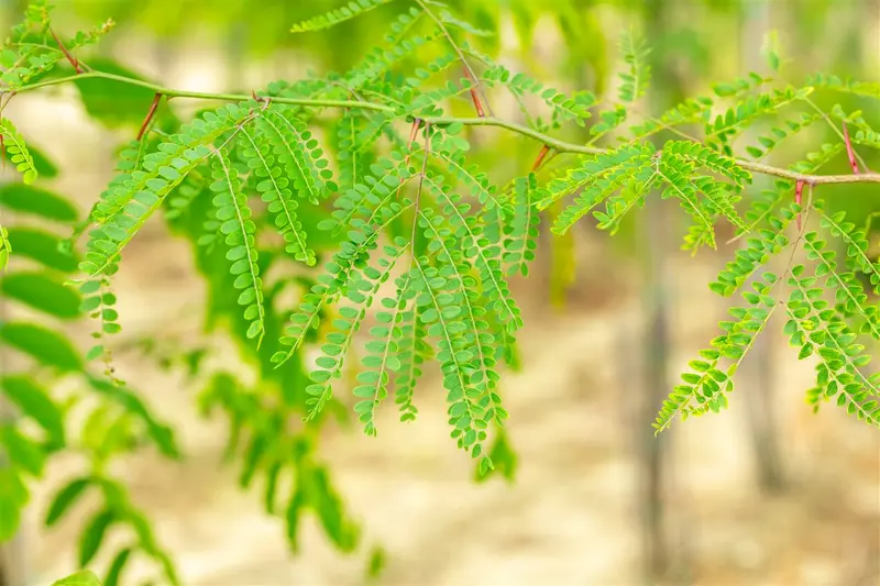 gleditsia triac. 'inermis' 8/10 - afbeelding 4