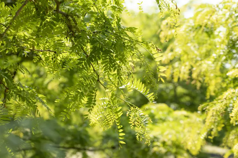 gleditsia triac. 'skyline' 16/18 - afbeelding 1