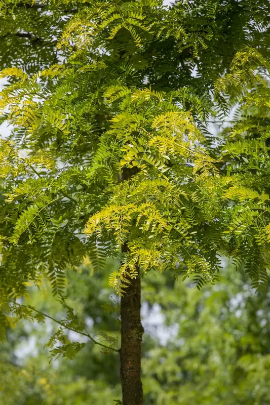 gleditsia triac. 'sunburst' 10/12 C30 - afbeelding 1