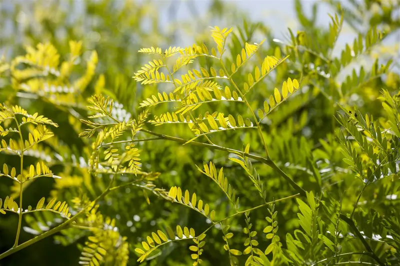 gleditsia triac. 'sunburst' 10/12 C30 - afbeelding 2