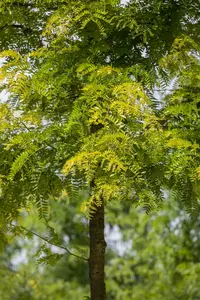 gleditsia triac. 'sunburst' 16/18 - afbeelding 1