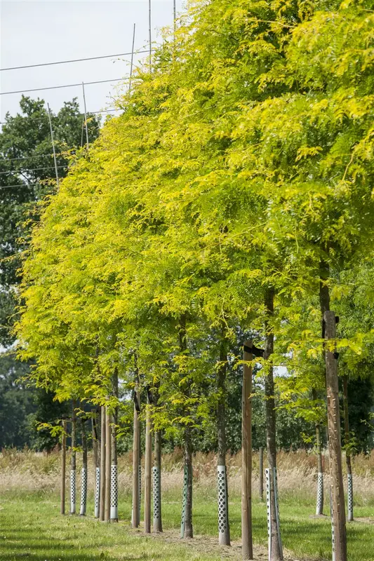 gleditsia triac. 'sunburst' 6/ 8 - afbeelding 3