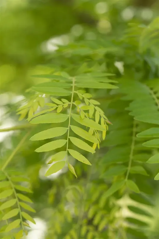 gleditsia triac. 'sunburst' 6/ 8 - afbeelding 4